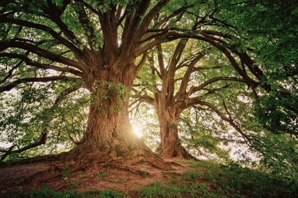 Hoofdafbeelding The old wise tree