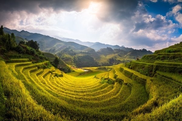 Hoofdafbeelding Soft green waving rice fields