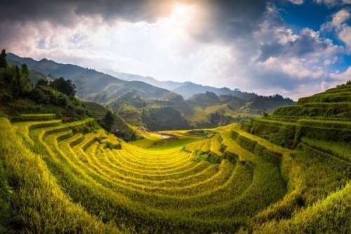Soft green waving rice fields