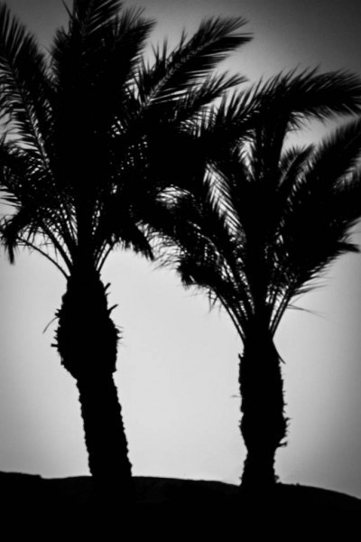 Hoofdafbeelding Palm sunday