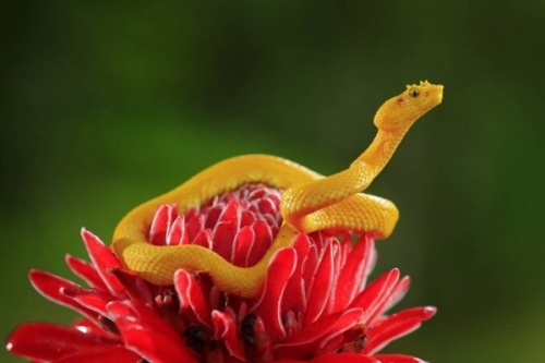 Colourful snake