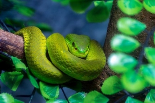 Sleepy snake 