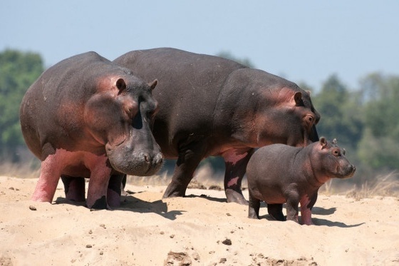 Rhinoceros family 