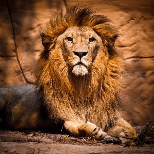 Hoofdafbeelding Lion king