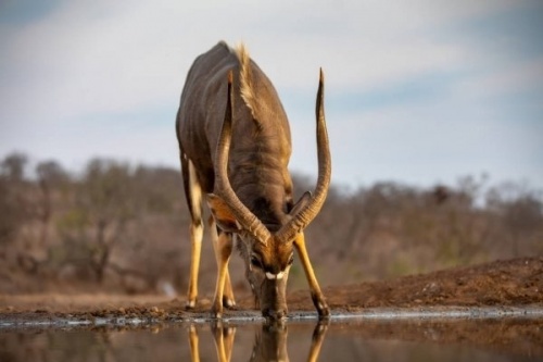 Young Impala Antelope