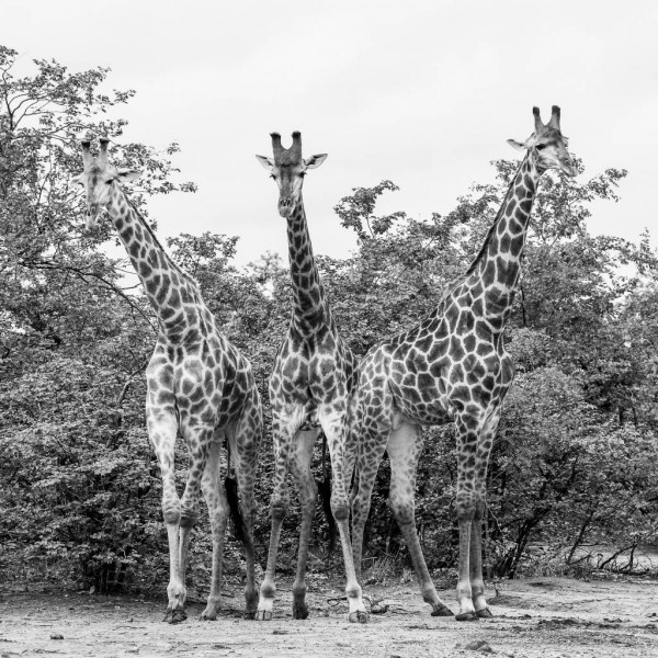 Giraffe family 1