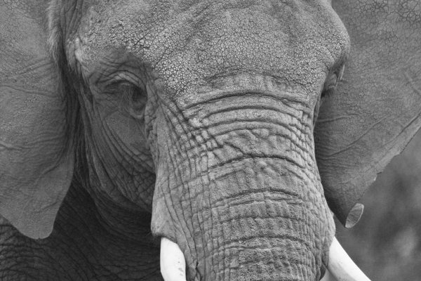 Hoofdafbeelding African Elephant
