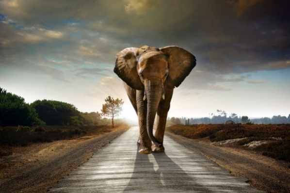 Hoofdafbeelding Walking Elephant