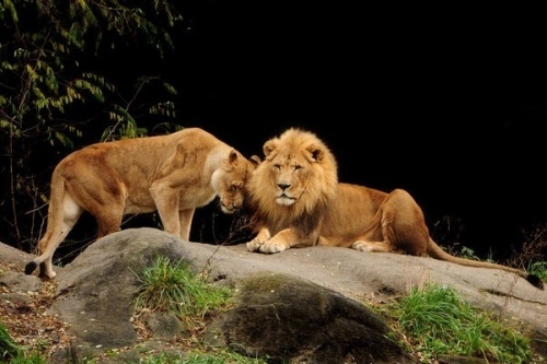 Family lion
