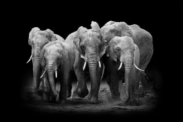 Hoofdafbeelding Elephant group
