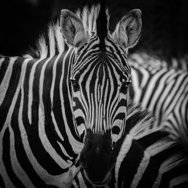 Hoofdafbeelding Zebra