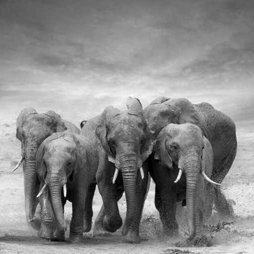 Elephants herd 1