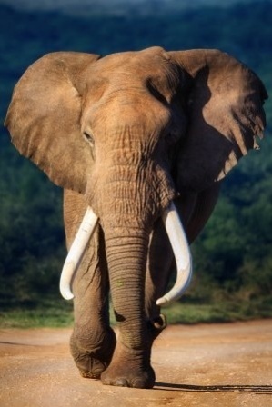 Slow elephant 1