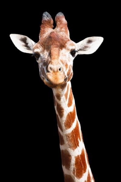 Giraffe portrait