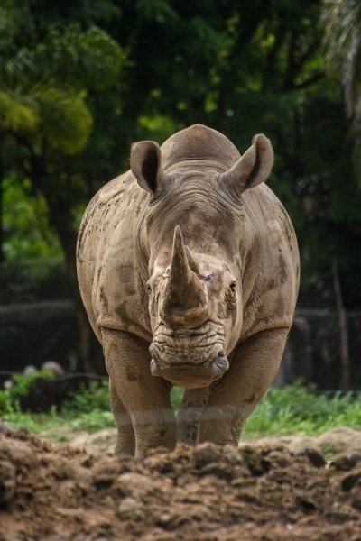 Hello rhinoceros 1
