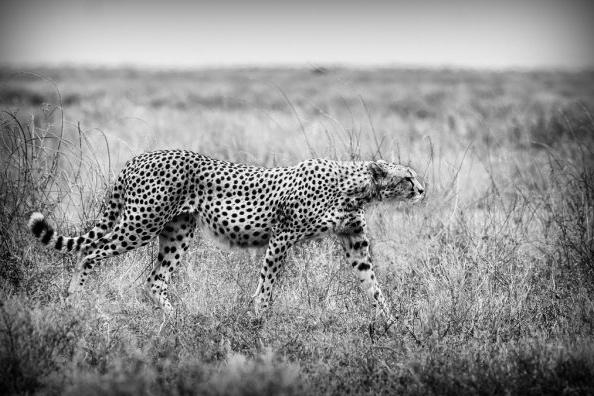 Hoofdafbeelding Cheetah