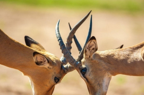 Hoofdafbeelding Young impala