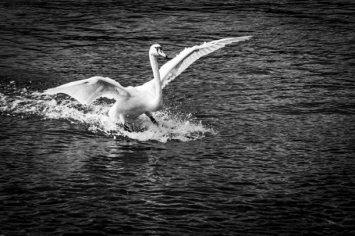 Braking swan 