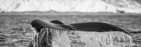 Hoofdafbeelding Whale tail 