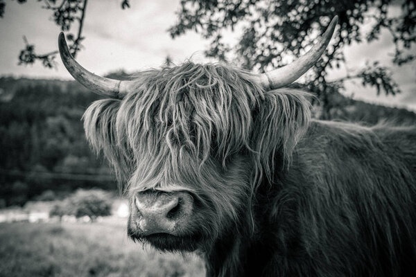 Schotse Hooglander 