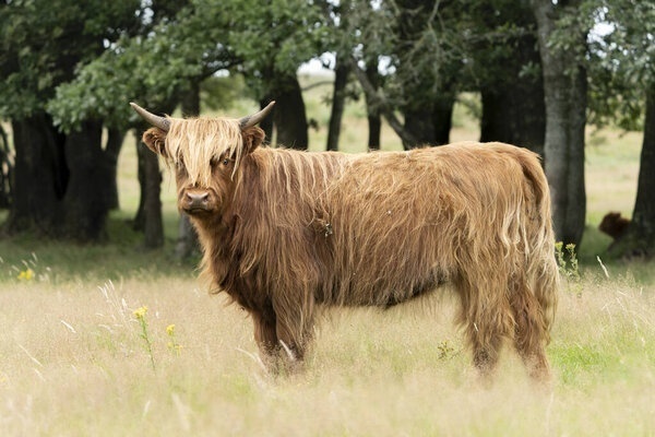 Schotse Hooglander in weide