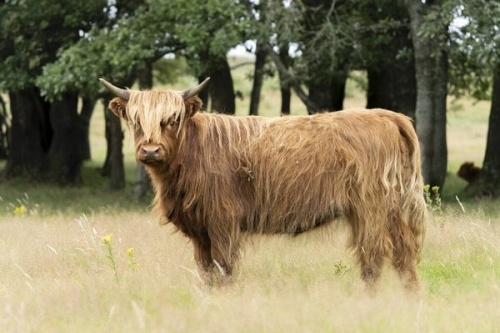 Highland Cattle In Nature