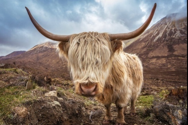 Highland Cattle Mountains