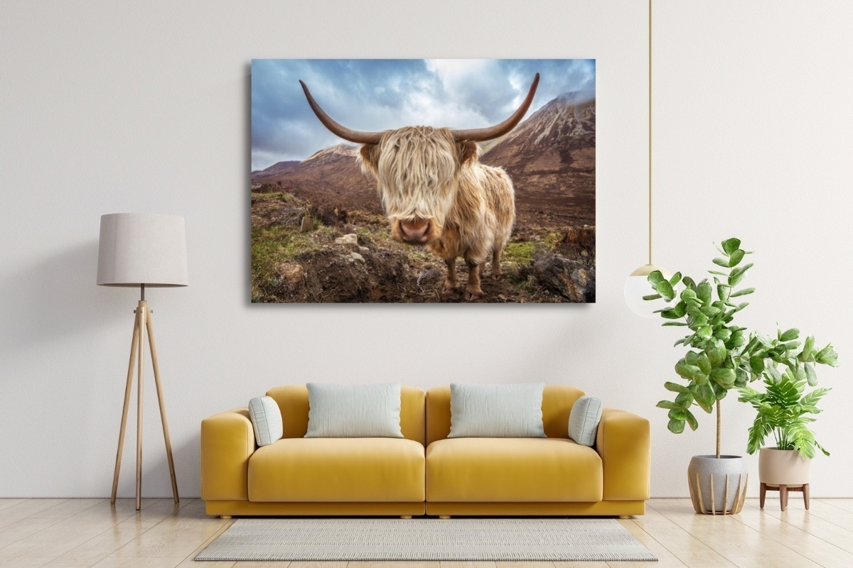 Highland Cattle Mountains 2