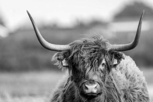 Scottish Cow Black & White
