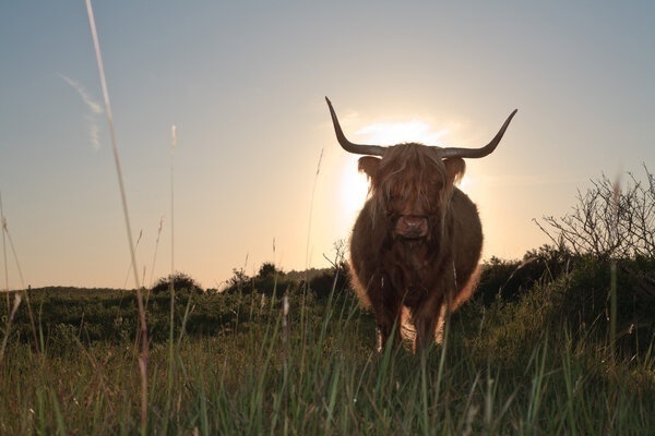 Schotse Hooglander Zonsondergang