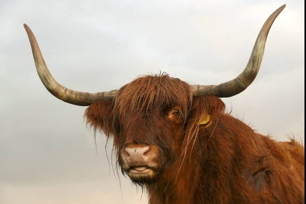 Pollock Country Glasgow Cow 1