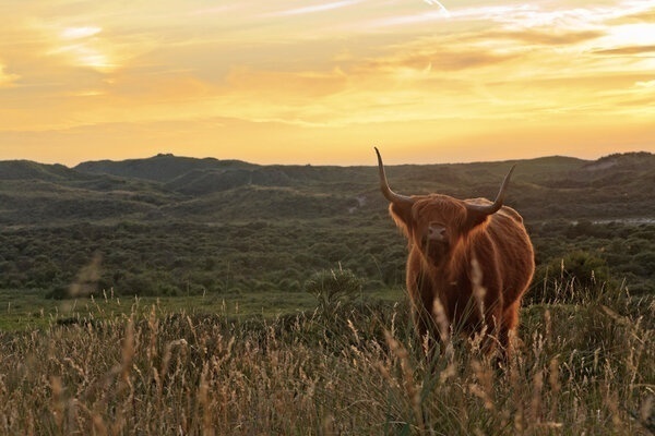 Highland Cattle In Nature 1