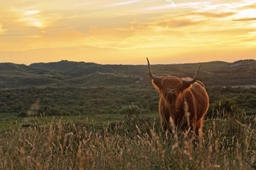 Highland Cattle In Nature