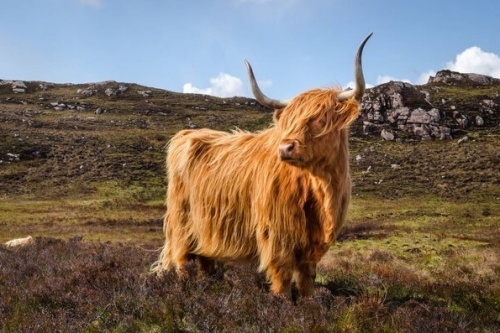Highland Cattle Mountains