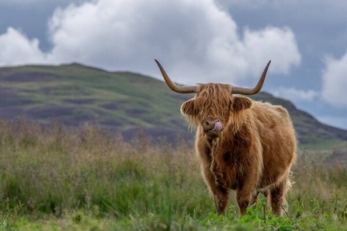 Scottish Cow Focus