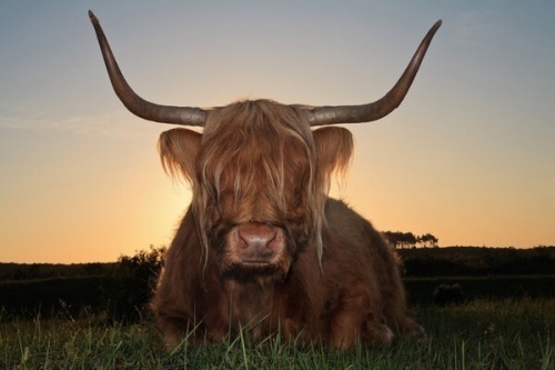 Pollock Country Glasgow Cow