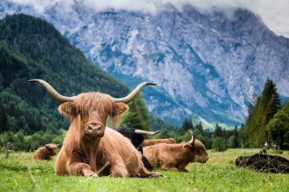 Schotse Hooglanders in de Alpen