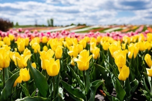 Tulpenveld in bloei (liggend)