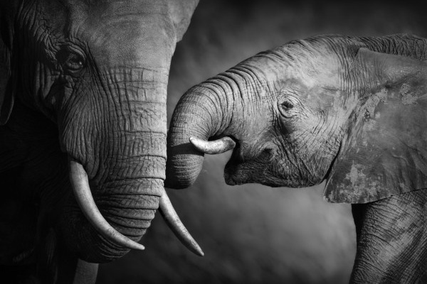 Elephant affection 